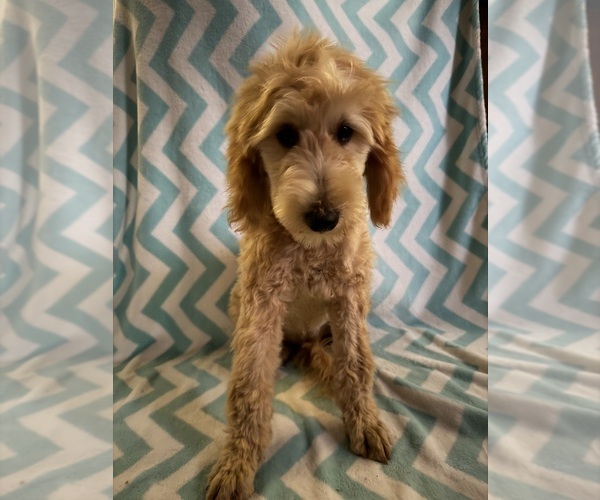 Medium Photo #2 Goldendoodle (Miniature) Puppy For Sale in GARLAND, TX, USA