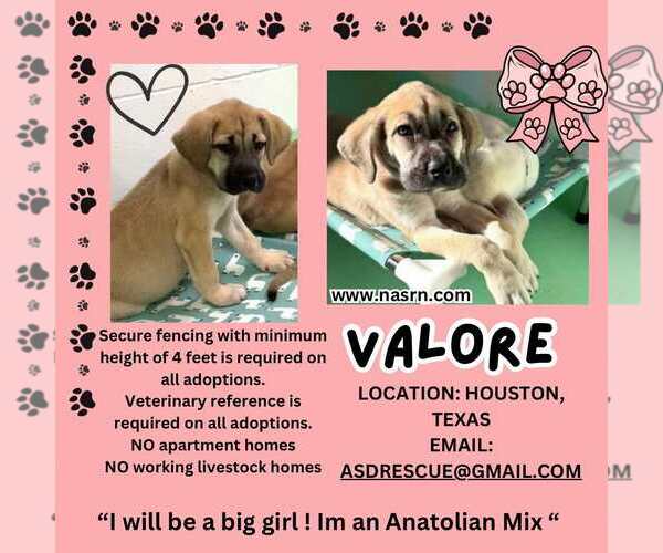 Medium Photo #8 Anatolian Shepherd-Rhodesian Ridgeback Mix Puppy For Sale in Higley, AZ, USA