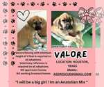 Small #7 Anatolian Shepherd-Rhodesian Ridgeback Mix