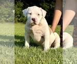 Puppy Puppy 3 American Bully