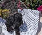 Small #3 Cavapoo