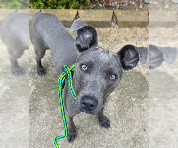 Medium Photo #1 Mutt Puppy For Sale in Sacramento, CA, USA