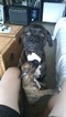 Small Photo #1 Boxer Puppy For Sale in SAINT PETERSBURG, FL, USA