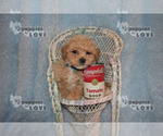 Small Photo #5 Maltipoo-Poodle (Toy) Mix Puppy For Sale in SANGER, TX, USA
