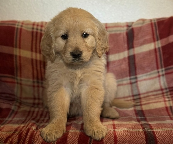 Medium Photo #1 Golden Retriever Puppy For Sale in CHICO, CA, USA