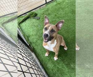 Mutt Dogs for adoption in Rowlett, TX, USA