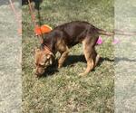 Small #3 Labrador Retriever Mix