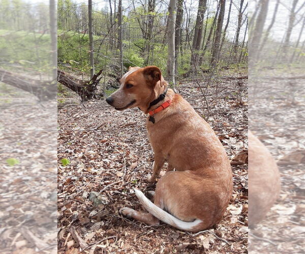 Medium Photo #2 Coonhound-Unknown Mix Puppy For Sale in Parker Ford, PA, USA