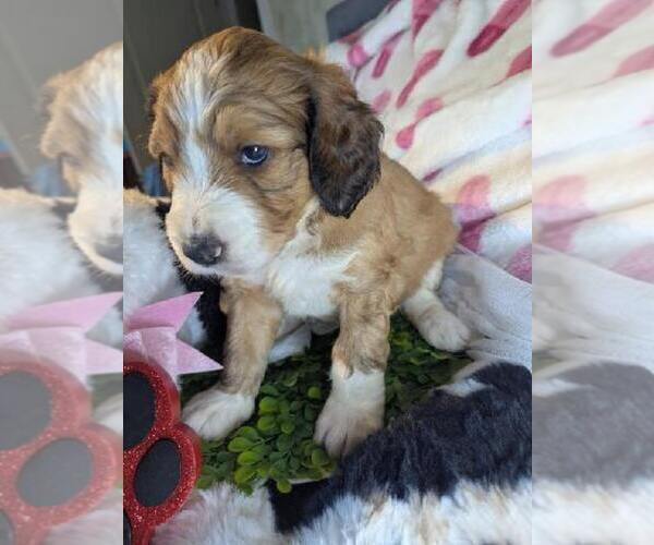Medium Photo #5 Double Doodle Puppy For Sale in FAIRFIELD, CA, USA