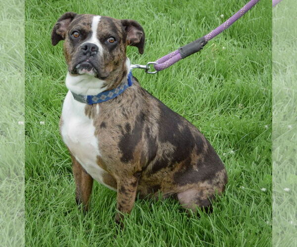 Medium Photo #5 Boxer-Catahoula Leopard Dog Mix Puppy For Sale in Huntley, IL, USA