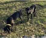 Small #21 Great Dane
