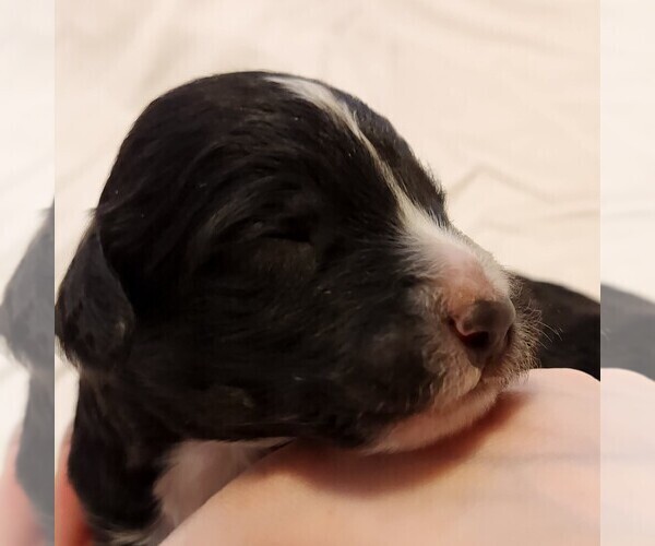 Medium Photo #2 F2 Aussiedoodle Puppy For Sale in COLUMBIA, TN, USA