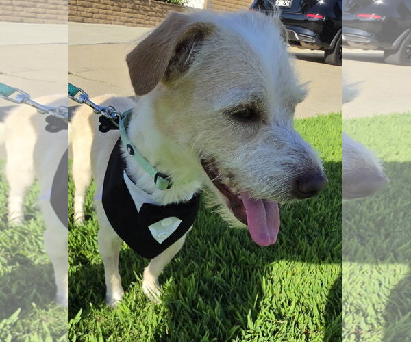 Medium Photo #7 Mutt Puppy For Sale in Corona, CA, USA