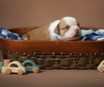 Small #10 Olde English Bulldogge