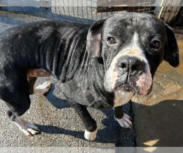 Medium Photo #7 Boxer Puppy For Sale in Burnsville, MN, USA