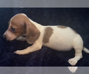 Dachshund Puppy for Sale in LAWRENCEBURG, Tennessee USA