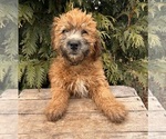 Small Photo #4 Whoodle (Miniature) Puppy For Sale in MIDDLEBURY, IN, USA