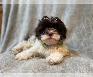 ShihPoo Puppy for sale in LAKELAND, FL, USA