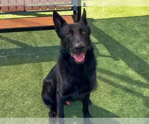 Medium German Shepherd Dog
