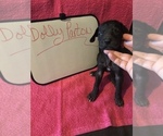 Small Photo #11 Great Dane Puppy For Sale in MINERAL WELLS, TX, USA