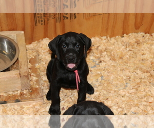 Labrador Retriever Puppy for sale in CREWE, VA, USA