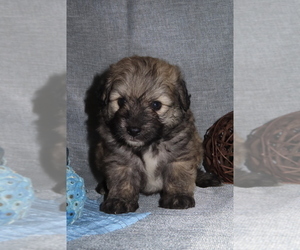 Pookimo Puppy for sale in MEMPHIS, MO, USA