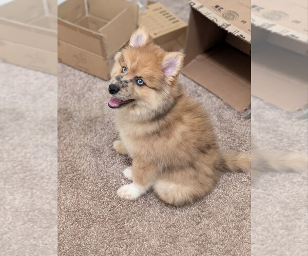 Medium Photo #5 Pomsky Puppy For Sale in LAWRENCEVILLE, GA, USA