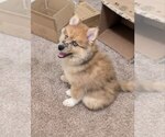 Small #4 Pomsky