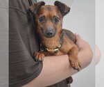 Small #2 Chiweenie