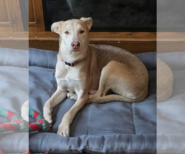 Medium Photo #3 Labrador Retriever-Unknown Mix Puppy For Sale in Cottage Grove, MN, USA