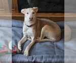 Small #2 Labrador Retriever Mix