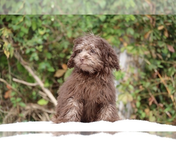 Medium Photo #12 ShihPoo Puppy For Sale in DYERSBURG, TN, USA