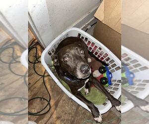 Mutt Dogs for adoption in San Antonio, TX, USA