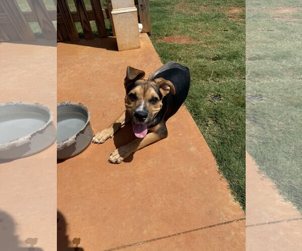 Medium Photo #3 Mutt Puppy For Sale in Greenville, SC, USA