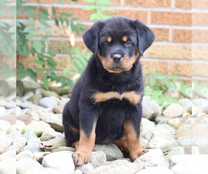Rottweiler Puppy for sale in FREDERICKSBG, OH, USA