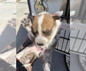 Mutt Dogs for adoption in Houston, TX, USA