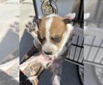 A663598 - Male Mutt Dog for Adoption - Small photo
