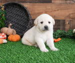 Puppy Buzz Labrador Retriever