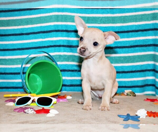 Medium Photo #1 Chihuahua Puppy For Sale in CHARLESTON, AR, USA