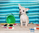 Puppy Zax Chihuahua