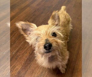 Mutt Dogs for adoption in Boonton, NJ, USA