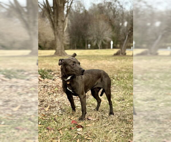 Medium Photo #1 Mutt Puppy For Sale in Warrenton, VA, USA