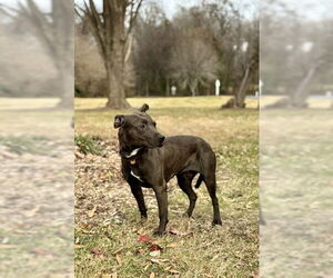 Mutt Dogs for adoption in Warrenton, VA, USA