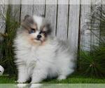 Small #18 Pomeranian