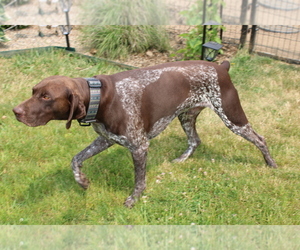 Father of the German Shorthaired Pointer puppies born on 04/28/2023