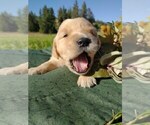 Small Photo #11 Golden Retriever Puppy For Sale in EVERETT, WA, USA