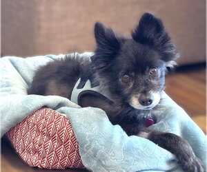 Sparky - Male Pomeranian-Unknown Mix Dog for Adoption - Photo #2