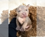 Small #5 American Bully