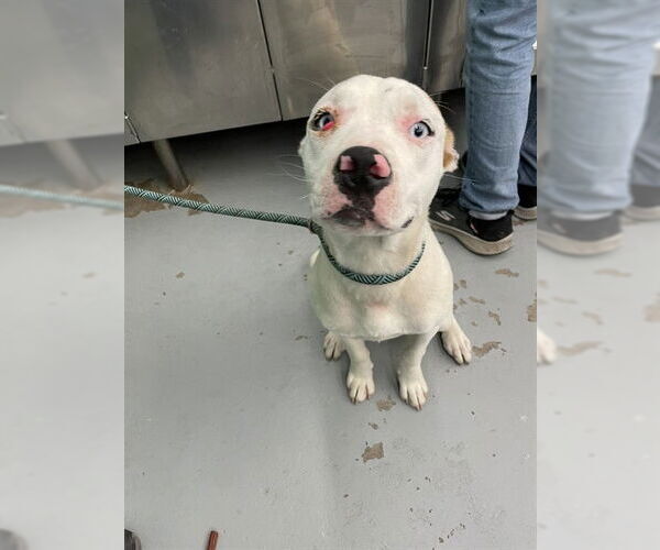 Medium Photo #1 American Pit Bull Terrier-Unknown Mix Puppy For Sale in Waco, TX, USA
