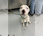 Small American Pit Bull Terrier Mix